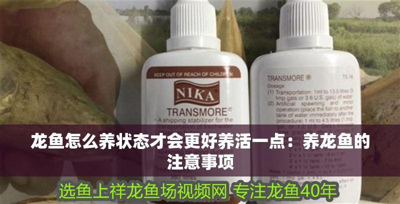 龍魚怎么養(yǎng)狀態(tài)才會(huì)更好養(yǎng)活一點(diǎn)：養(yǎng)龍魚的注意事項(xiàng)