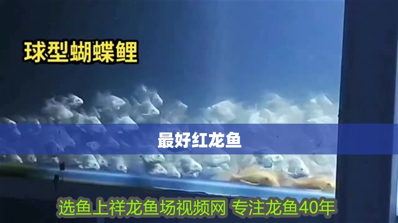 最好紅龍魚 最好紅龍魚 龍魚百科