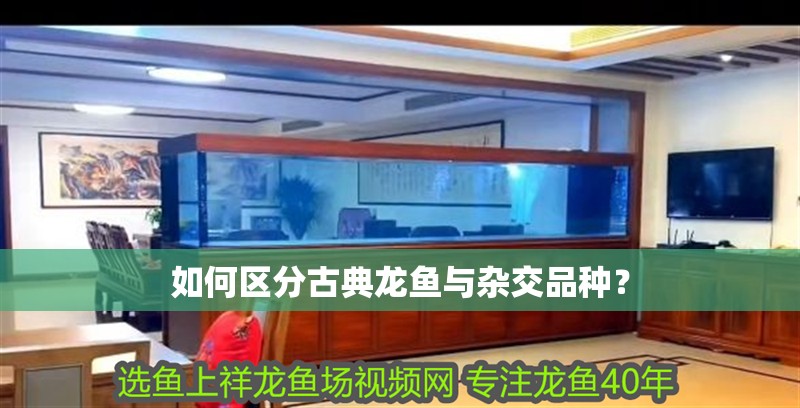 如何區分古典龍魚與雜交品種？