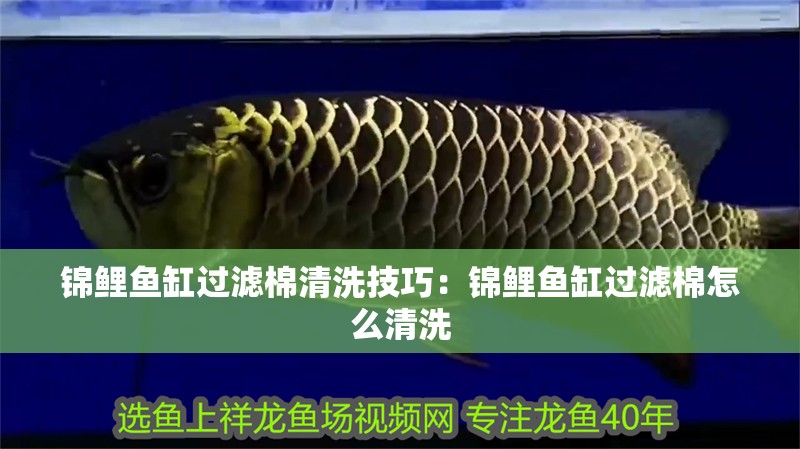 錦鯉魚缸過濾棉清洗技巧：錦鯉魚缸過濾棉怎么清洗