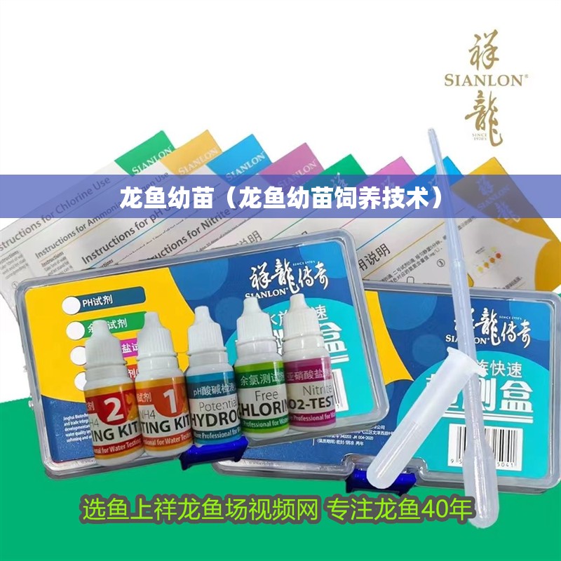 龍魚幼苗（龍魚幼苗飼養(yǎng)技術(shù)） 龍魚幼苗（龍魚幼苗飼養(yǎng)技術(shù)） 龍魚百科