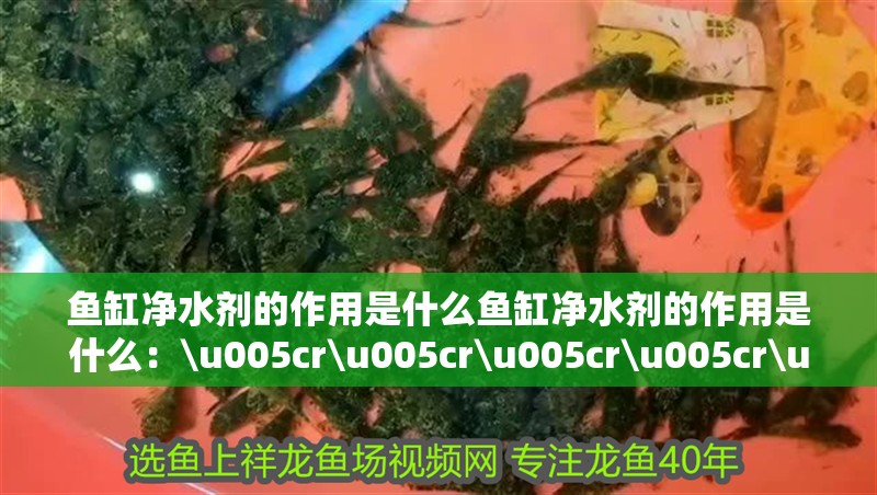 魚缸凈水劑的作用是什么魚缸凈水劑的作用是什么：\u005cr\u005cr\u005cr\u005cr\u005 魚缸凈水劑的作用是什么魚缸凈水劑的作用是什么：\u005cr\u005cr\u005cr\u005cr\u005 魚缸百科
