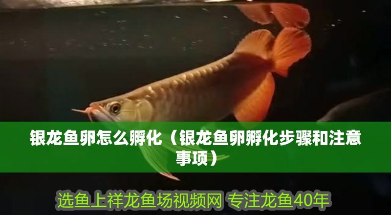 魚缸用增氧泵價格是多少:魚缸增氧機-xtrac增氧機-xtrac增氧機 銀龍魚卵怎么孵化(銀龍魚卵孵化步驟和注意事項) 龍魚百科 銀龍魚卵怎么孵化(銀龍魚卵孵化步驟和注意事項) 銀龍魚卵怎么孵化(銀龍魚卵孵化步驟和注意事項) 龍魚百科