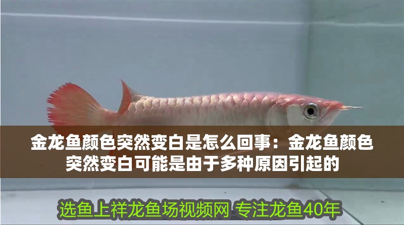 金龍魚顏色突然變白是怎么回事：金龍魚顏色突然變白可能是由于多種原因引起的