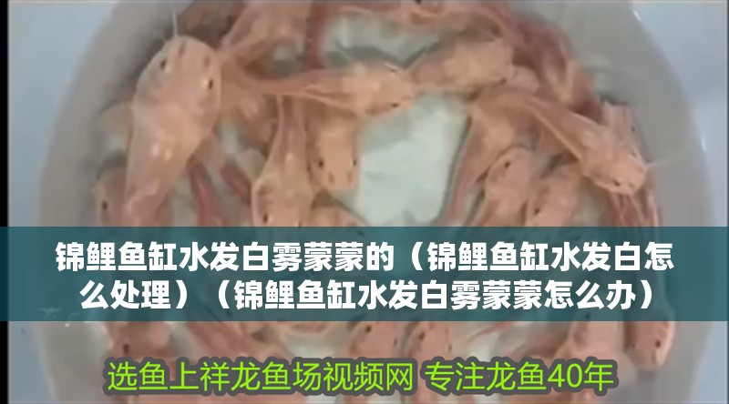 錦鯉魚缸水發(fā)白霧蒙蒙的（錦鯉魚缸水發(fā)白怎么處理）（錦鯉魚缸水發(fā)白霧蒙蒙怎么辦）