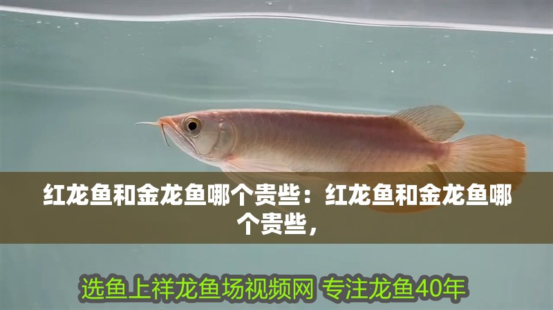 紅龍魚(yú)和金龍魚(yú)哪個(gè)貴些：紅龍魚(yú)和金龍魚(yú)哪個(gè)貴些，
