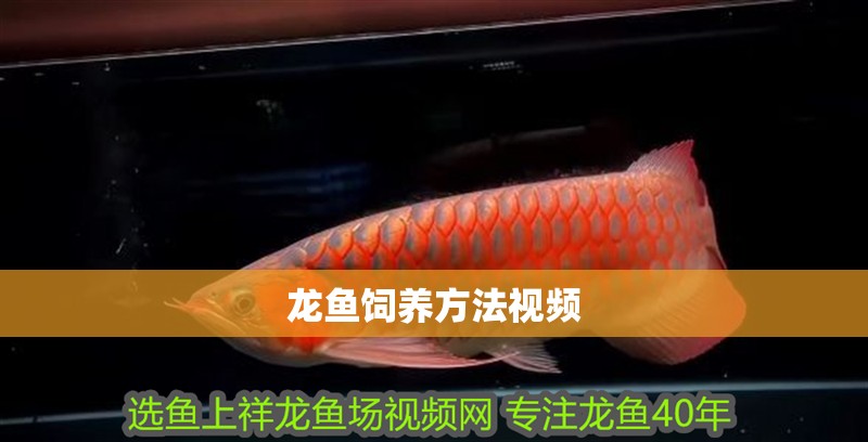 龍魚飼養(yǎng)方法視頻