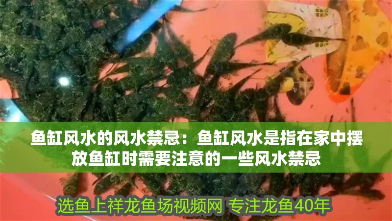 魚缸風水的風水禁忌：魚缸風水是指在家中擺放魚缸時需要注意的一些風水禁忌 魚缸風水的風水禁忌：魚缸風水是指在家中擺放魚缸時需要注意的一些風水禁忌 魚缸百科