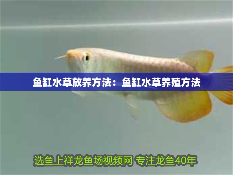 魚缸水草放養方法：魚缸水草養殖方法 魚缸水草放養方法：魚缸水草養殖方法 魚缸百科