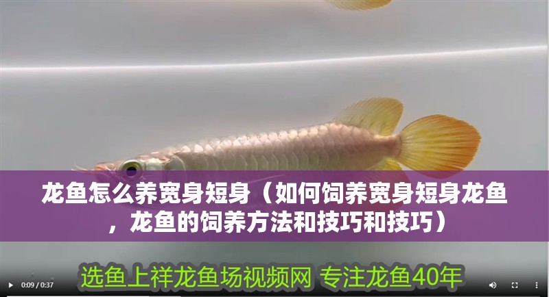 龍魚怎么養(yǎng)寬身短身（如何飼養(yǎng)寬身短身龍魚，龍魚的飼養(yǎng)方法和技巧和技巧）