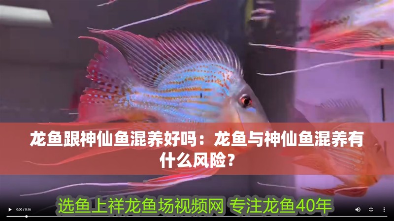 龍魚干蝦有營養嗎 龍魚跟神仙魚混養好嗎:龍魚與神仙魚混養有什么風險? 龍魚百科 龍魚跟神仙魚混養好嗎:龍魚與神仙魚混養有什么風險? 龍魚跟神仙魚混養好嗎:龍魚與神仙魚混養有什么風險? 龍魚百科