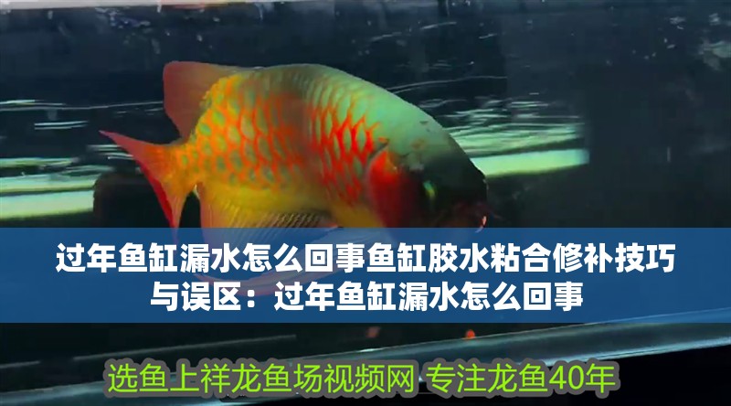 過年魚缸漏水怎么回事魚缸膠水粘合修補技巧與誤區：過年魚缸漏水怎么回事