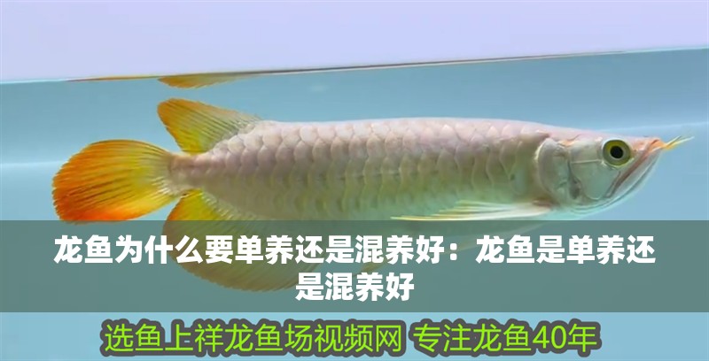 龍魚為什么要單養(yǎng)還是混養(yǎng)好：龍魚是單養(yǎng)還是混養(yǎng)好