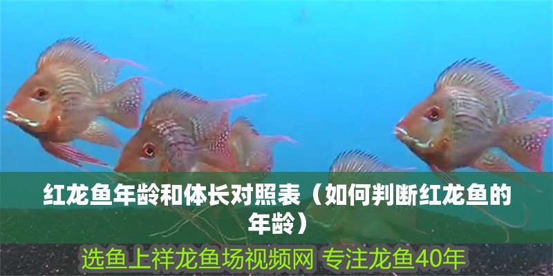 紅龍魚年齡和體長對照表（如何判斷紅龍魚的年齡）