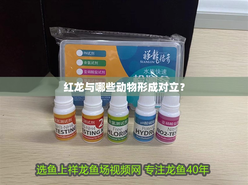 紅龍與哪些動物形成對立？