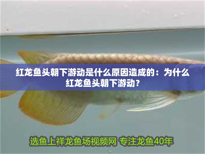 紅龍魚頭朝下游動是什么原因造成的：為什么紅龍魚頭朝下游動？ 紅龍魚頭朝下游動是什么原因造成的：為什么紅龍魚頭朝下游動？ 龍魚百科