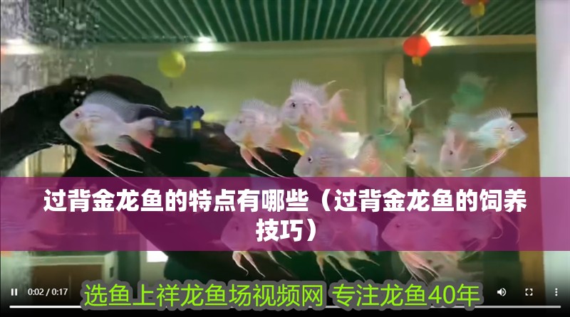 過背金龍魚的特點有哪些（過背金龍魚的飼養技巧） 過背金龍魚的特點有哪些（過背金龍魚的飼養技巧） 龍魚百科