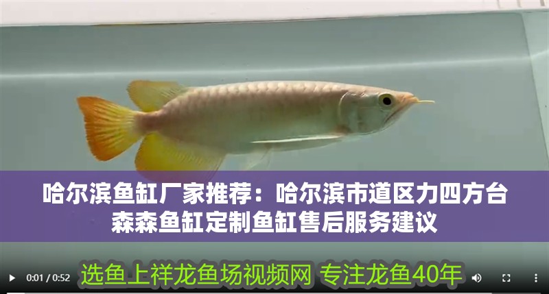我的虎魚真菌感染了要怎么處理 哈爾濱魚缸廠家推薦:哈爾濱市道區力四方臺森森魚缸定制魚缸售后服務建議 魚缸百科 哈爾濱魚缸廠家推薦:哈爾濱市道區力四方臺森森魚缸定制魚缸售后服務建議 哈爾濱魚缸廠家推薦:哈爾濱市道區力四方臺森森魚缸定制魚缸售后服務建議 魚缸百科