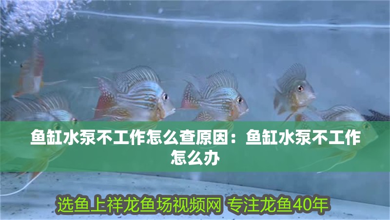 魚缸水泵不工作怎么查原因：魚缸水泵不工作怎么辦