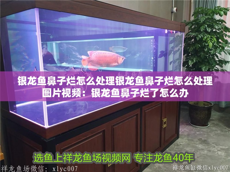 銀龍魚鼻子爛怎么處理銀龍魚鼻子爛怎么處理圖片視頻：銀龍魚鼻子爛了怎么辦