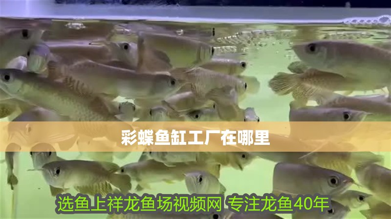 彩蝶魚缸工廠在哪里
