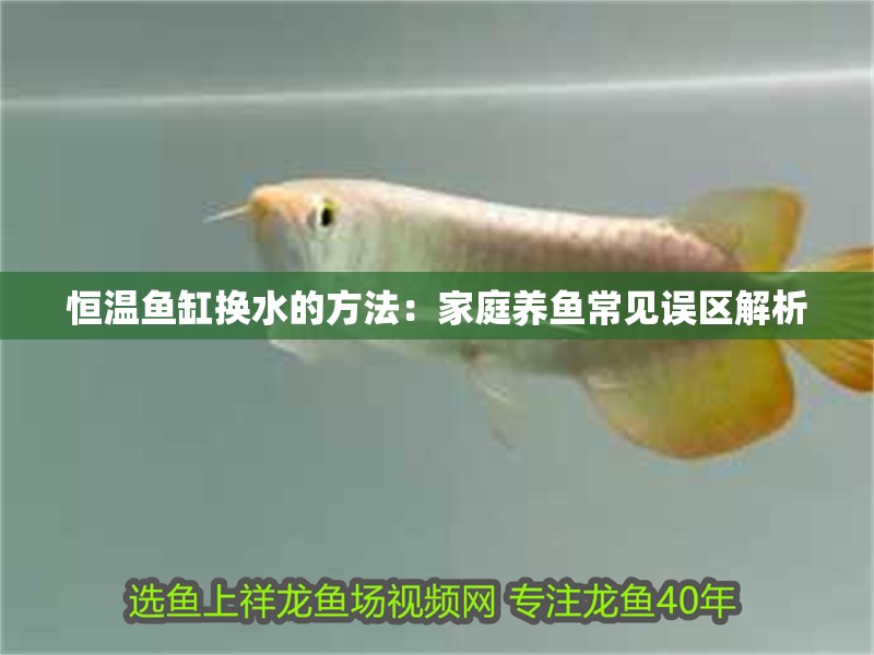 恒溫魚缸換水的方法：家庭養魚常見誤區解析