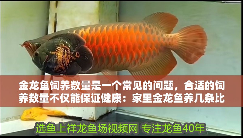 金龍魚飼養數量是一個常見的問題，合適的飼養數量不僅能保證健康：家里金龍魚養幾條比較好
