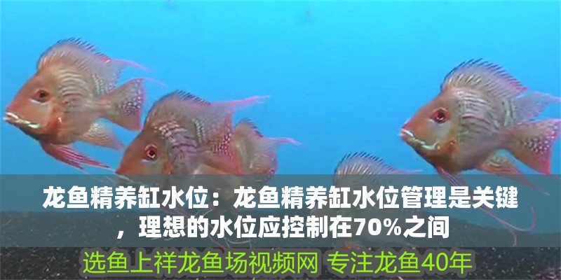 龍魚精養缸水位：龍魚精養缸水位管理是關鍵，理想的水位應控制在70%之間