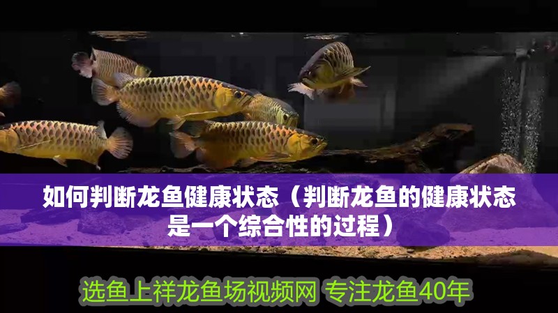 如何判斷龍魚健康狀態（判斷龍魚的健康狀態是一個綜合性的過程）