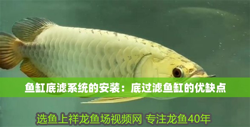 魚缸底濾系統的安裝：底過濾魚缸的優缺點 魚缸底濾系統的安裝：底過濾魚缸的優缺點 魚缸百科