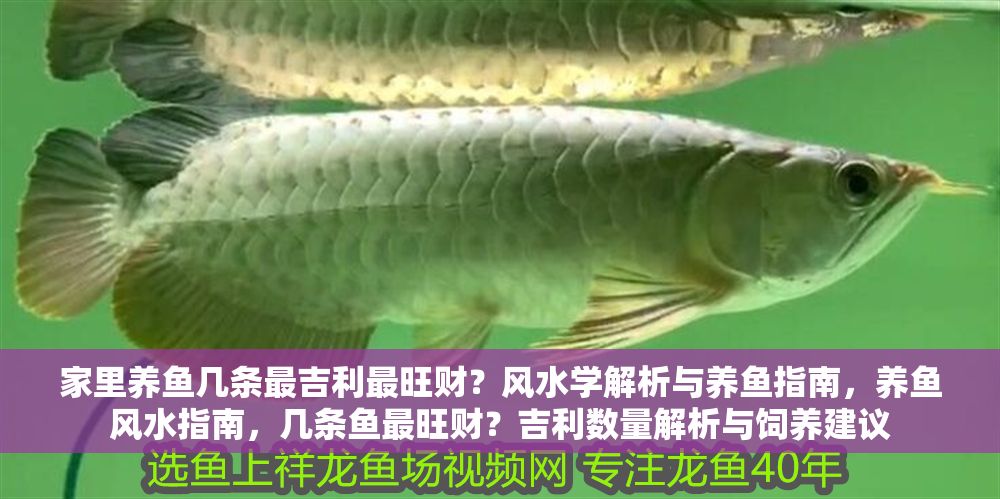 家里養(yǎng)魚(yú)幾條最吉利最旺財(cái)？風(fēng)水學(xué)解析與養(yǎng)魚(yú)指南，養(yǎng)魚(yú)風(fēng)水指南，幾條魚(yú)最旺財(cái)？吉利數(shù)量解析與飼養(yǎng)建議