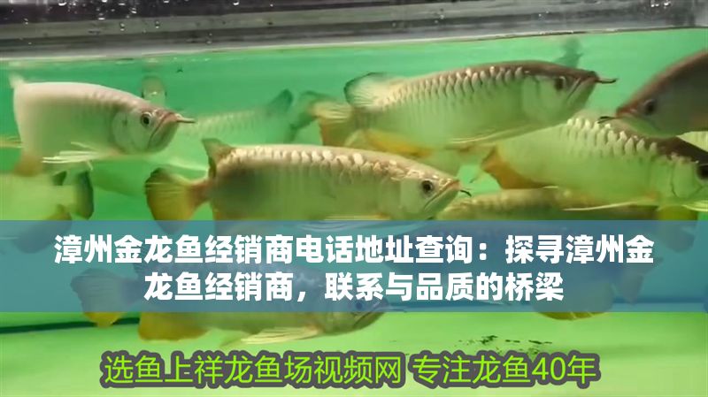 漳州金龍魚經銷商電話地址查詢：探尋漳州金龍魚經銷商，聯系與品質的橋梁