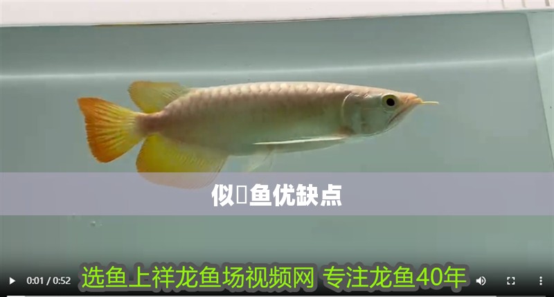 龍魚(yú)干蝦有營(yíng)養(yǎng)嗎 似鮈魚(yú)優(yōu)缺點(diǎn) 龍魚(yú)論壇 似鮈魚(yú)優(yōu)缺點(diǎn) 似鮈魚(yú)優(yōu)缺點(diǎn) 龍魚(yú)論壇