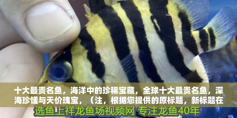 十大最貴名魚，海洋中的珍稀寶藏，全球十大最貴名魚，深海珍饈與天價瑰寶，（注，根據您提供的原標題，新標題在保留核心信息的同時，通過全球強化地域廣度，深海珍饈突出食材價值，天價瑰寶增強稀缺性與視覺沖擊力，整體更簡潔有力。若需調整方向，可補充關鍵詞要求。） 十大最貴名魚，海洋中的珍稀寶藏，全球十大最貴名魚，深海珍饈與天價瑰寶，（注，根據您提供的原標題，新標題在保留核心信息的同時，通過全球強化地域廣度，深海珍饈突出食材價值，天價瑰寶增強稀缺性與視覺沖擊力，整體更簡潔有力。若需調整方向，可補充關鍵詞要求。） 龍魚百科 第1張