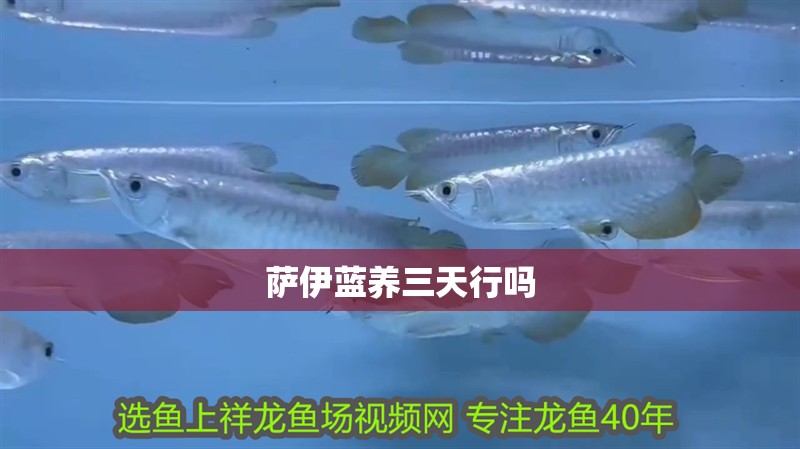 薩伊藍養(yǎng)三天行嗎
