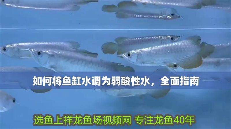 如何將魚缸水調為弱酸性水，全面指南