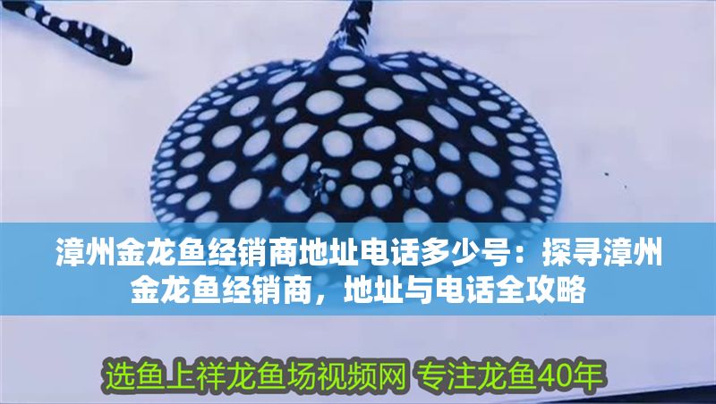 漳州金龍魚經銷商地址電話多少號：探尋漳州金龍魚經銷商，地址與電話全攻略