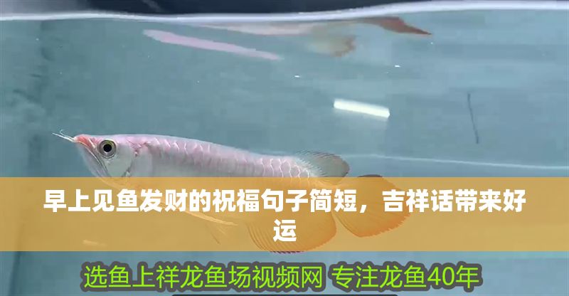 早上見魚發財的祝福句子簡短，吉祥話帶來好運
