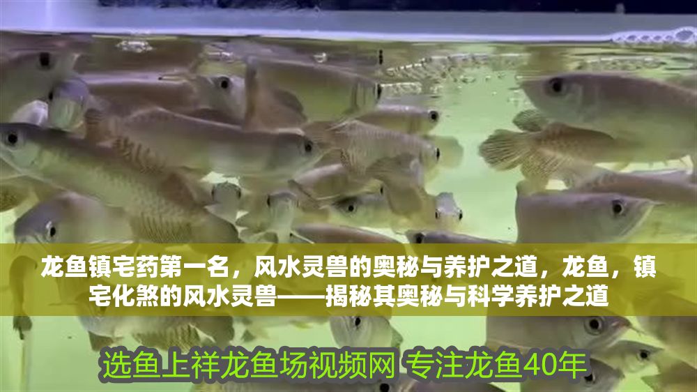 龍魚鎮宅藥第一名，風水靈獸的奧秘與養護之道，龍魚，鎮宅化煞的風水靈獸——揭秘其奧秘與科學養護之道
