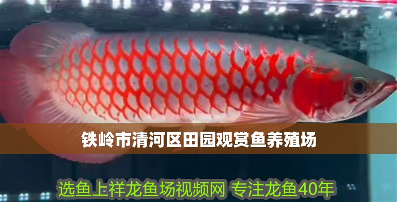 鐵嶺市<strong><mark>清河</mark></strong>區(qū)田園觀賞魚養(yǎng)殖場