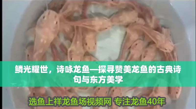 鱗光耀世，詩詠龍魚—探尋贊美龍魚的古典詩句與東方美學(xué)