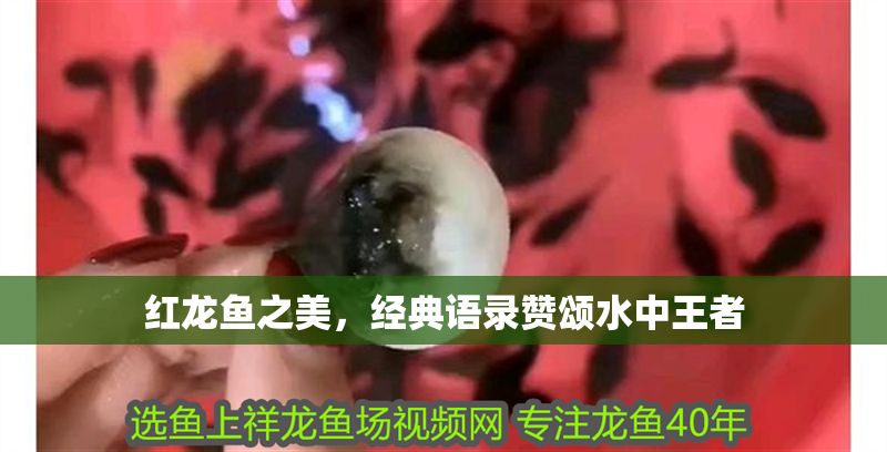 紅龍魚之美，經典語錄贊頌水中王者