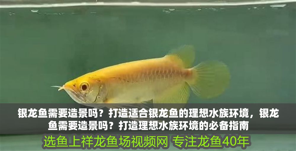 銀龍魚需要造景嗎？打造適合銀龍魚的理想水族環(huán)境，銀龍魚需要造景嗎？打造理想水族環(huán)境的必備指南