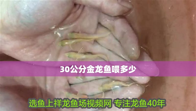 30公分金龍魚喂多少