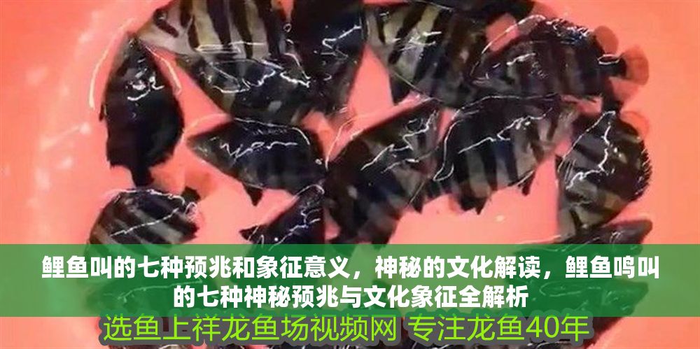 鯉魚叫的七種預(yù)兆和象征意義，神秘的文化解讀，鯉魚鳴叫的七種神秘預(yù)兆與文化象征全解析