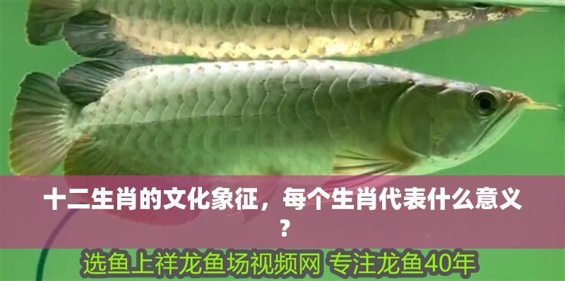 十二生肖的文化象征，每個生肖代表什么意義？