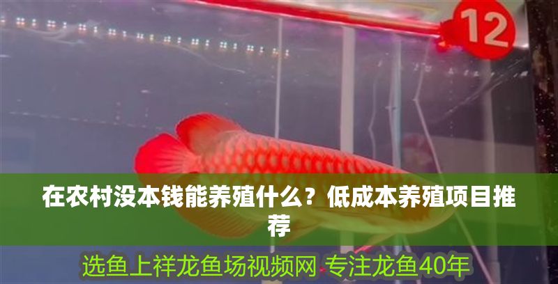 在農村沒本錢能養殖什么?低成本養殖項目推薦 龍魚百科 第1張 在農村沒本錢能養殖什么?低成本養殖項目推薦 在農村沒本錢能養殖什么?低成本養殖項目推薦 龍魚百科 第1張
