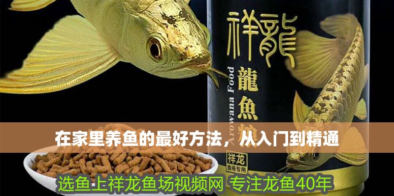 在家里養(yǎng)魚的最好方法，從入門到精通 在家里養(yǎng)魚的最好方法，從入門到精通 龍魚百科 第1張