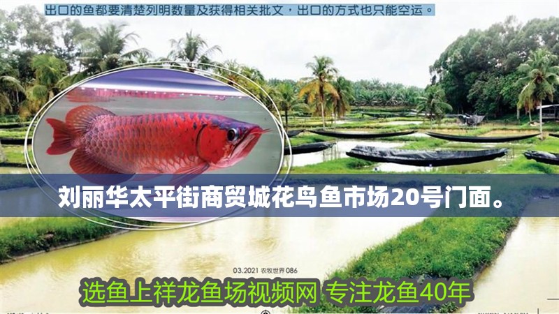 劉麗華太平街商貿城花鳥魚市場20號門面。