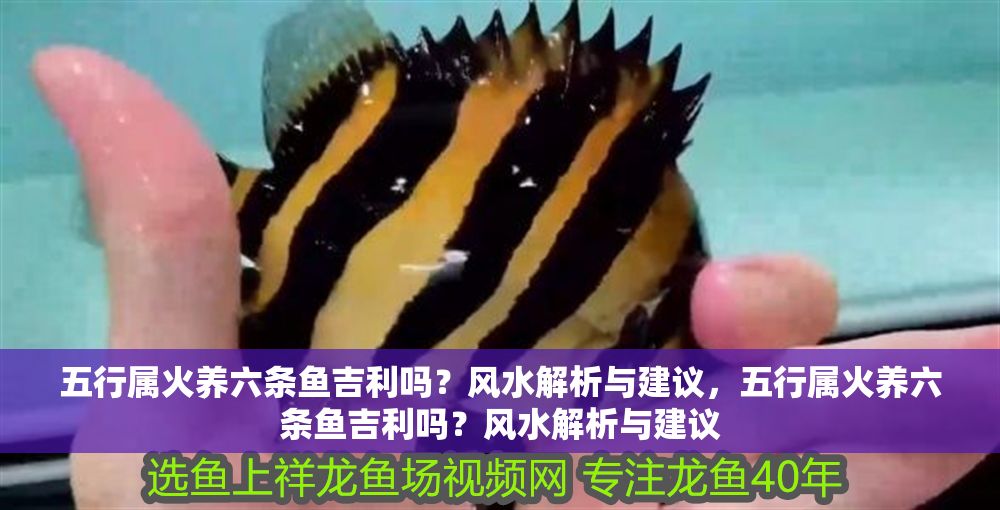 五行屬火養六條魚吉利嗎？風水解析與建議，五行屬火養六條魚吉利嗎？風水解析與建議